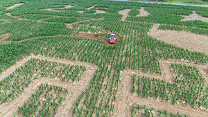 Corn Maze