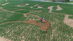 Corn Maze