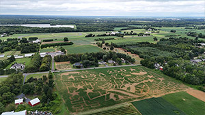 Corn Maze